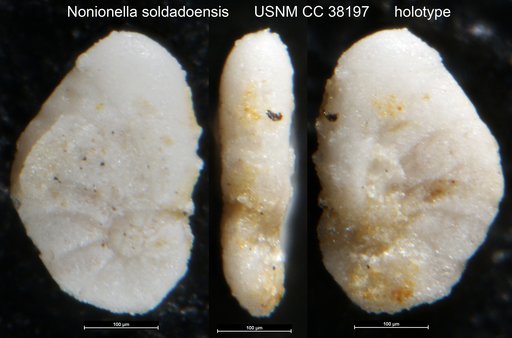 Nonionella soldadoensis Cushman & Renz, 1942