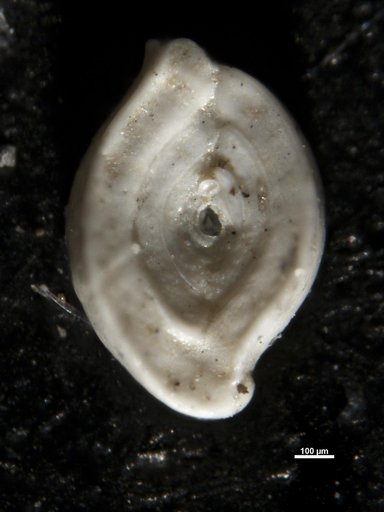 Spiroloculina dentata Cushman & Todd, 1944