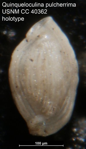 Quinqueloculina pulcherrima Cushman, 1944