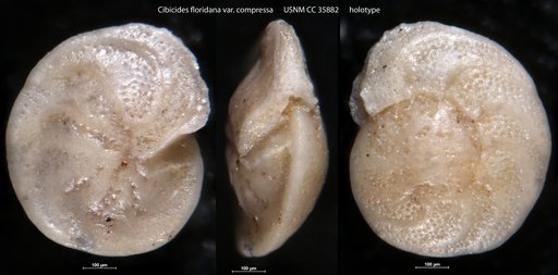 Cibicides floridana var. compressa Cushman & Renz, 1941