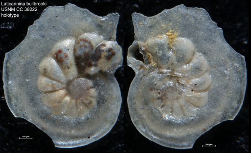 Laticarinina bullbrooki Cushman & Todd, 1942