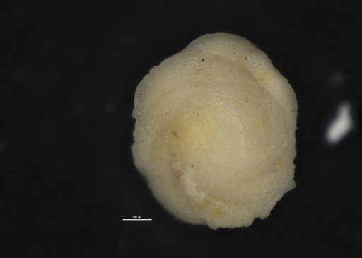 Coleites laevigatus Toulmin, 1941