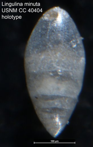 Lingulina minuta Cushman, 1944