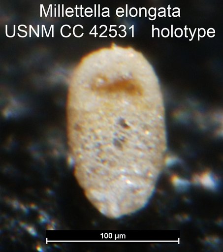 Millettella elongata Cushman, 1945