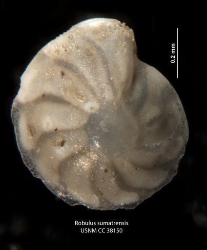 Robulus sumatrensis LeRoy, 1939