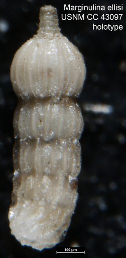 Marginulina ellisi Cushman & Ellisor, 1945