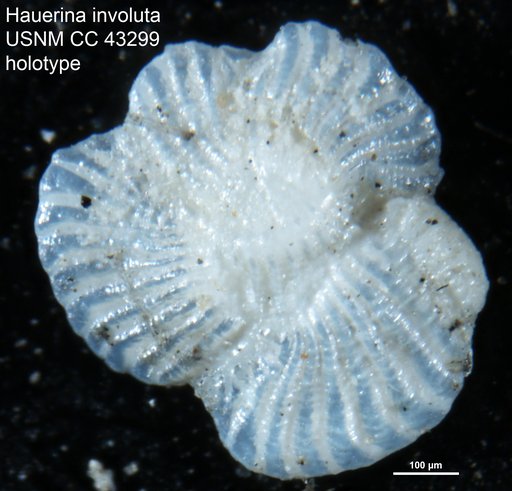 Hauerina involuta Cushman, 1946