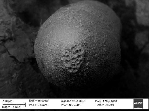Chrysalogonium ciperense Cushman & Stainforth, 1945