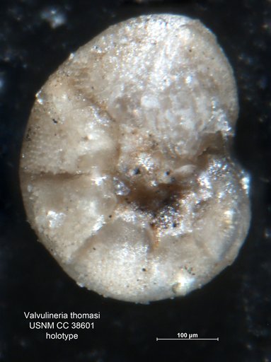 Valvulineria thomasi Cushman & Simonson, 1944