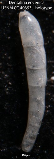 Dentalina eocenica Cushman, 1944