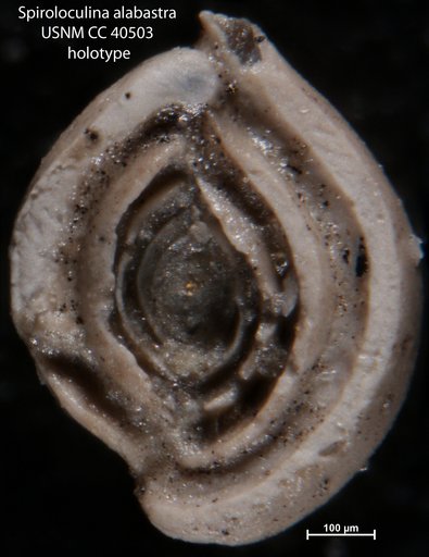 Spiroloculina alabastra Cushman & Ellisor, 1944