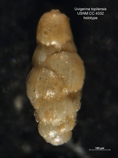 Uvigerina topilensis Cushman, 1925