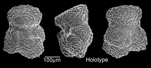 Globigerina topilensis Cushman, 1925