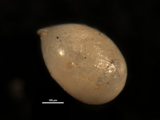 Ellipsoglandulina robustior Cushman & Stainforth, 1945