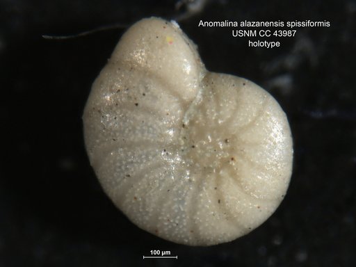 Anomalina alazanensis var. spissiformis Cushman & Stainforth, 1945