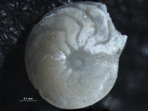 Amphistegina chipolensis var. grandis Cushman & Ellisor, 1945