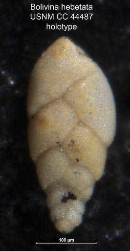 Bolivina hebetata Cushman & Todd, 1945