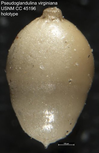Pseudoglandulina virginiana Cushman & Cederstrom, 1949