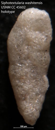 Siphotextularia washitensis Loeblich & Tappan, 1946