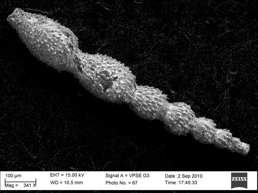 Ellipsonodosaria atlantisae var. hispidula Cushman, 1939