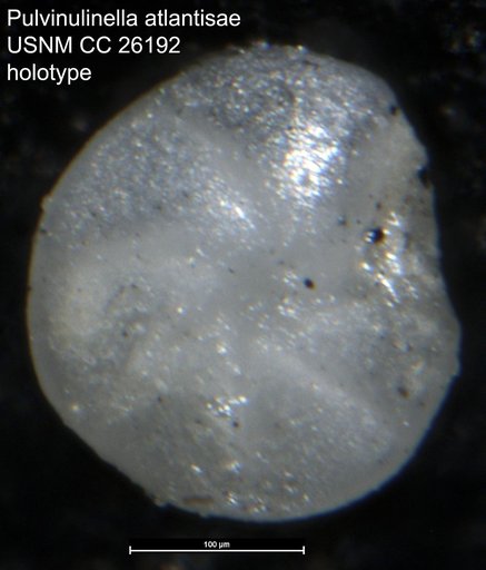 Pulvinulinella atlantisae Cushman, 1939