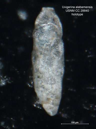 Uvigerina alabamensis Cushman & Garrett, 1939