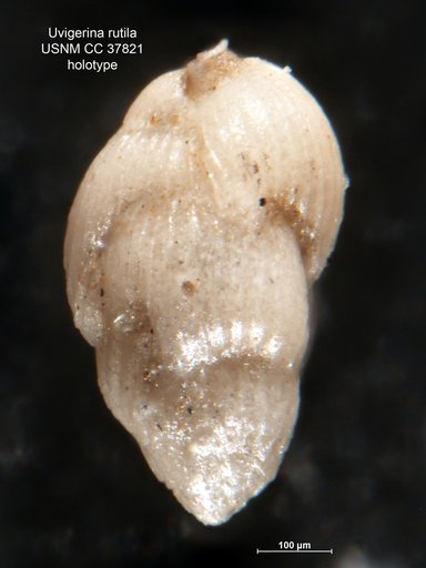 Uvigerina rutila Cushman & Todd, 1941