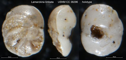 Lamarckina limbata Cushman & Todd, 1942