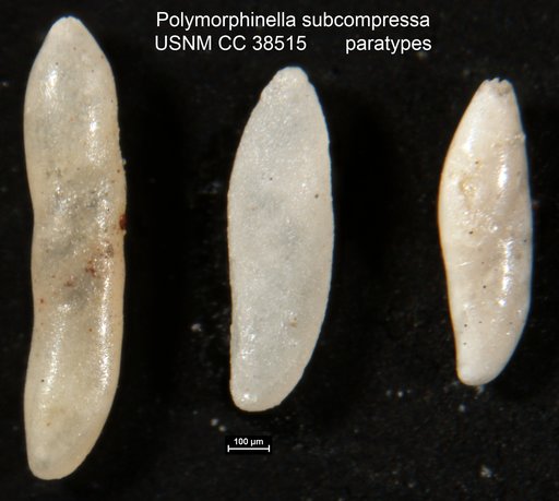 Polymorphinella subcompressa Toulmin, 1941