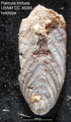 Palmula limbata Loeblich & Tappan, 1941