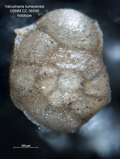 Valvulineria tumeyensis Cushman & Simonson, 1944