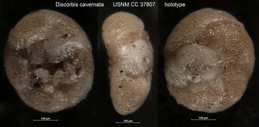 Discorbis cavernata Dorsey, 1948