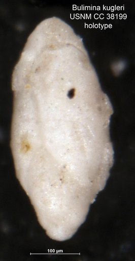 Bulimina kugleri Cushman & Renz, 1942