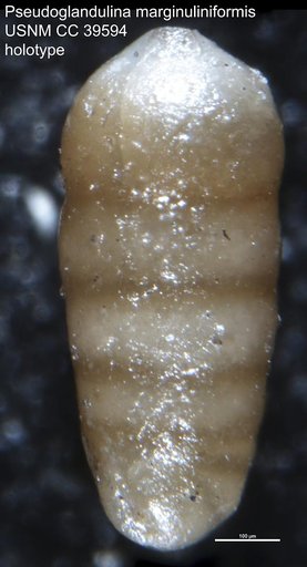 Pseudoglandulina marginuliniformis Frizzell, 1943