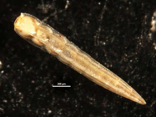 Nodosaria stainforthi Cushman & Renz, 1941