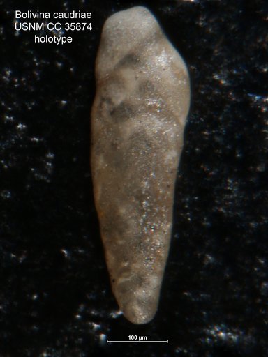 Bolivina caudriae Cushman & Renz, 1941