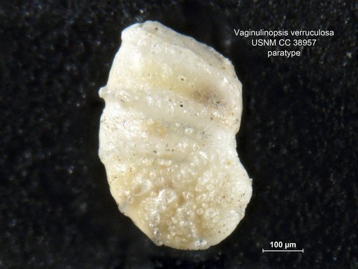 Vaginulinopsis verruculosa Martin, 1943