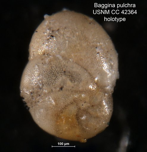 Baggina pulchra Cushman & Todd, 1944