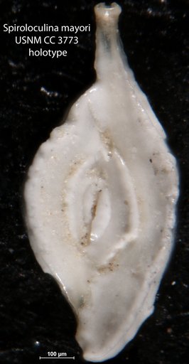 Spiroloculina mayori Cushman, 1924