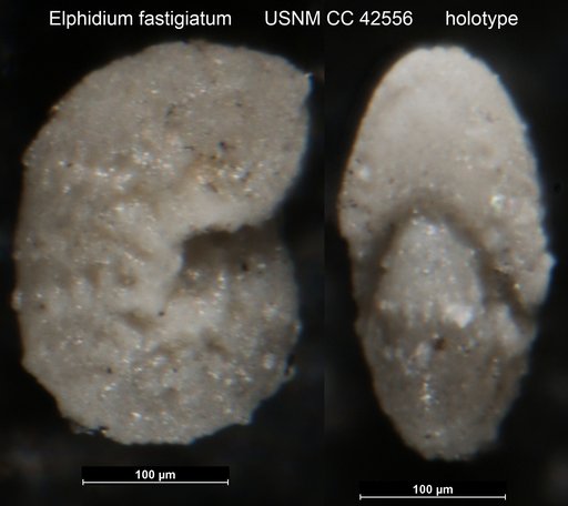Elphidium fastigiatum Cushman, 1945
