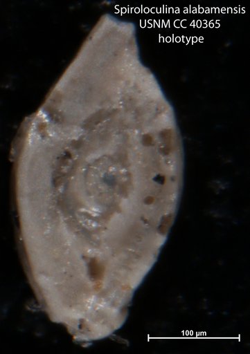 Spiroloculina alabamensis Cushman, 1944