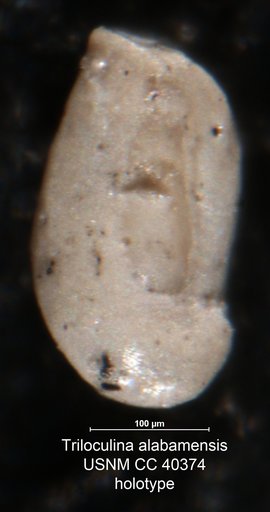 Triloculina alabamensis Cushman, 1944