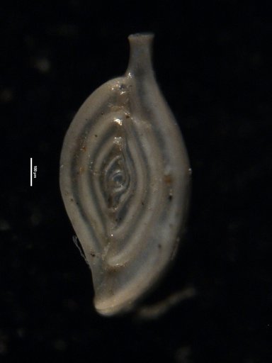 Spiroloculina communis var. polita Cushman & Todd, 1944