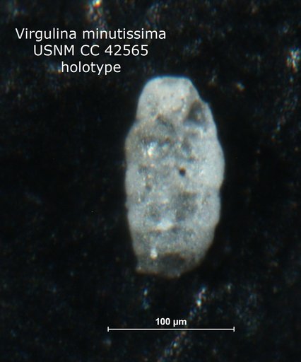 Virgulina minutissima Cushman, 1945