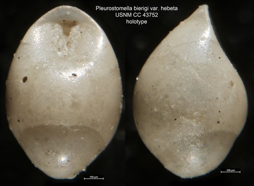 Pleurostomella bierigi var. hebeta Cushman & Stainforth, 1945