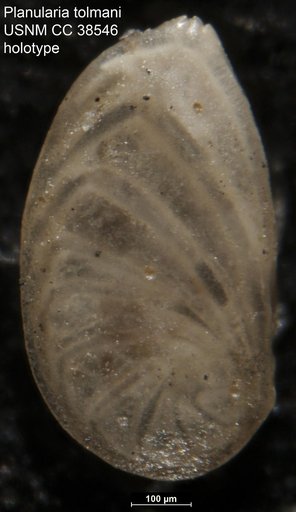 Planularia tolmani Cushman & Simonson, 1944