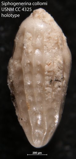 Siphogenerina collomi Cushman, 1925