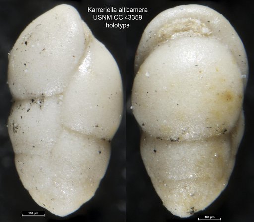 Karreriella alticamera Cushman & Stainforth, 1945