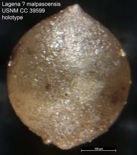 Lagena ? malpasoensis Frizzell, 1943