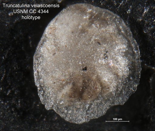 Truncatulina velascoensis Cushman, 1925